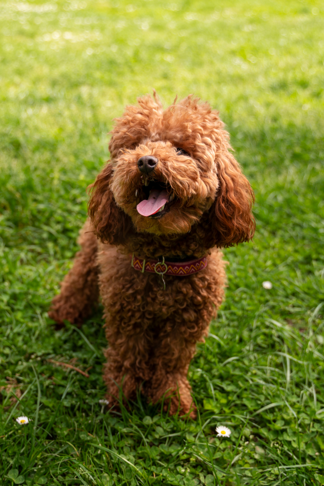 Healthy Pet Co